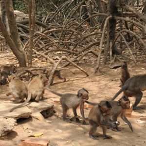 Tour Du Lịch Cát Bà Vịnh Lan Hạ Đảo Khỉ 1 Ngày