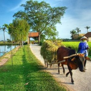 Tour Du Lịch Làng Cổ Đường Lâm 1 Ngày
