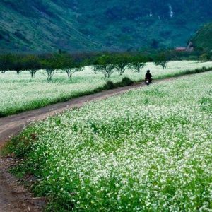 Tour Mộc Châu – Mai Châu – Pù Luông 3 Ngày 2 Đêm