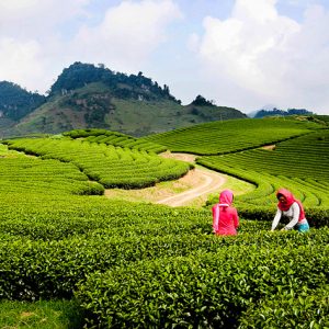 Tour Du Lịch Mai Châu – Mộc Châu 2 Ngày 1 Đêm Giá Rẻ Trọn Gói