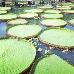 Tour Vườn Hoa Sa Đéc 1 Ngày – Làng Hoa Sa Đéc, Happy Land Hùng Thy, Vườn Quýt Hồng Lai Vung, Chùa Lá Sen